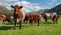 Suckler beef: Stronger herds for stronger returns